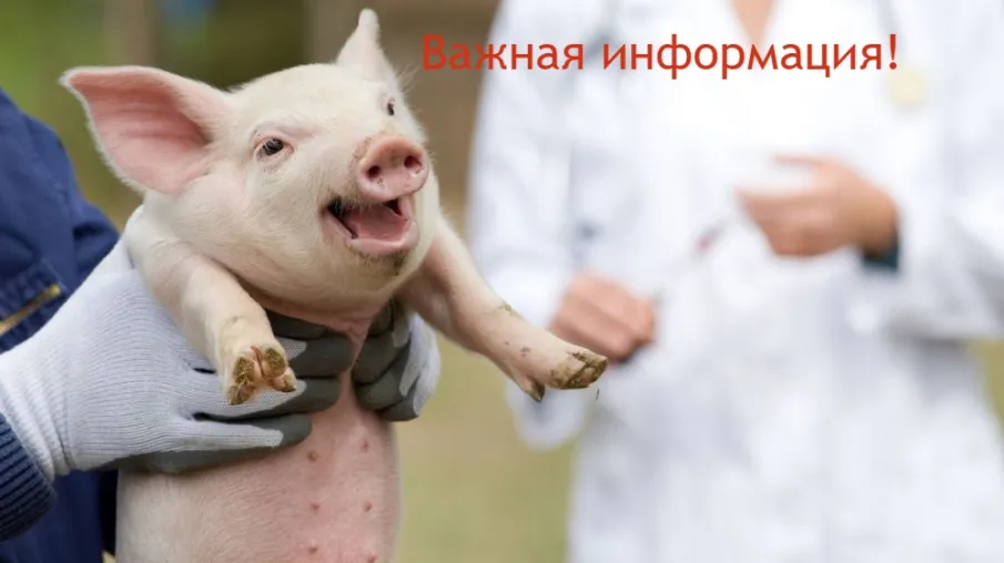 Обязательное соблюдение мер, направленных на предотвращение распространения и ликвидацию очагов африканской чумы свиней
